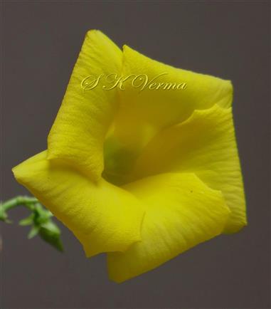Flower-Corolla limb